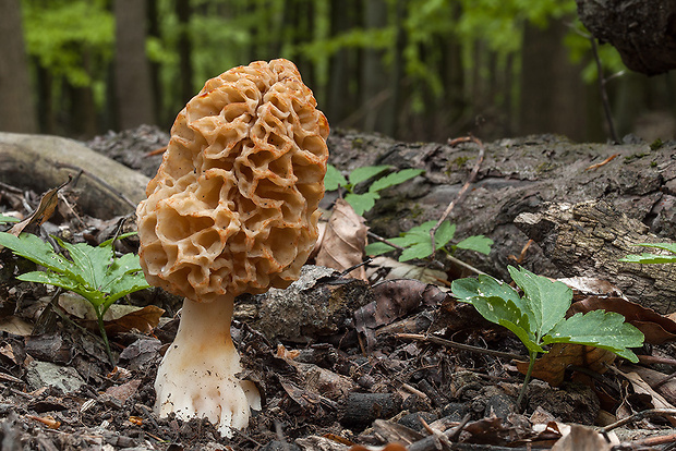 smrčok jedlý Morchella esculenta (L.) Pers.