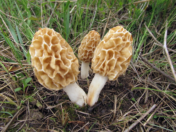 smrčok jedlý Morchella esculenta (L.) Pers.