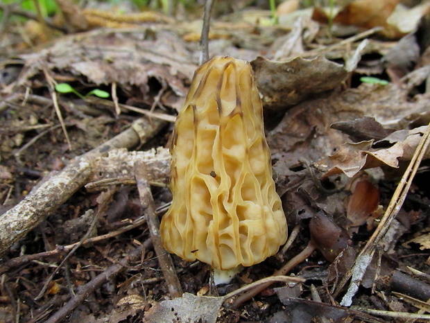 smrčok hybridný Morchella semilibera DC.