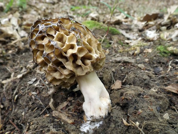 smrčok Morchella sp.