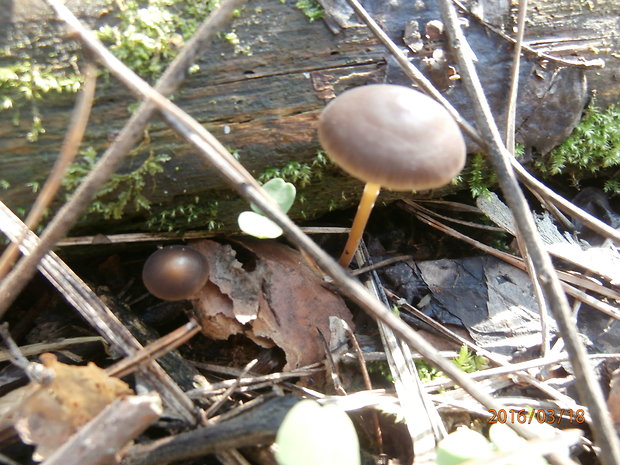 prilbička hnedosivá Mycena tintinnabulum (Paulet) Quél.