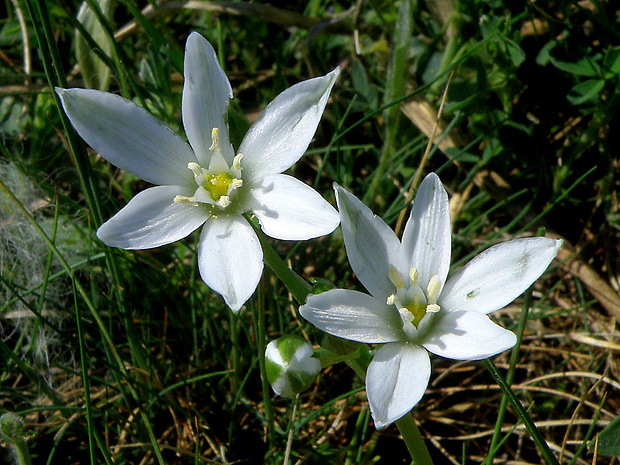 bledavka okolíkatá Ornithogalum umbellatum L