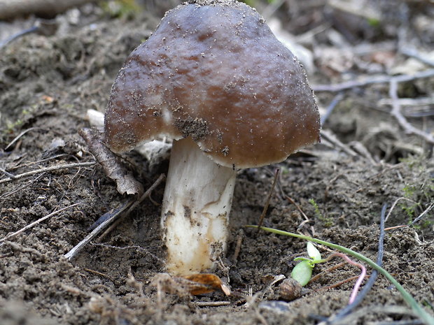 štítovka jelenia Pluteus cervinus (Schaeff.) P. Kumm.