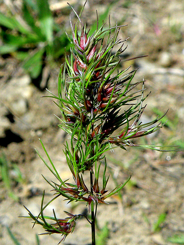 lipnica cibuľkatá Poa bulbosa L.