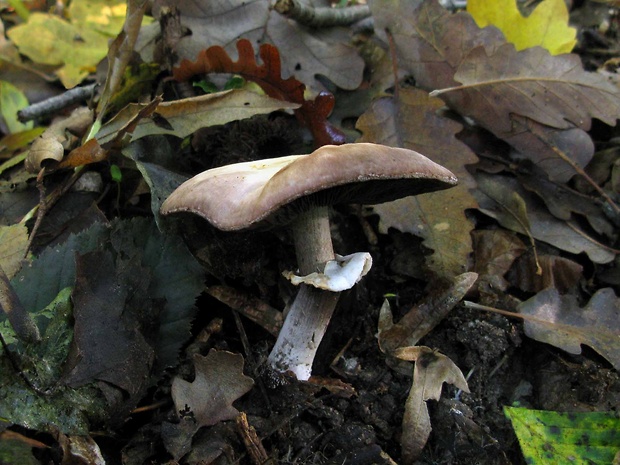 pečiarka hájová ? Agaricus sylvicola (Vittad.) Peck