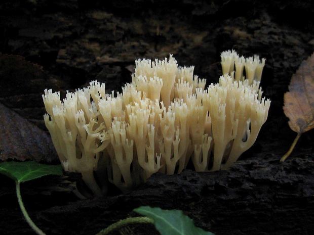 korunovec svietnikovitý Artomyces pyxidatus (Pers.) Jülich