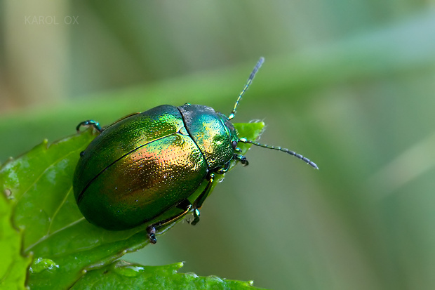 liskavka mätová Chrysolina herbacea