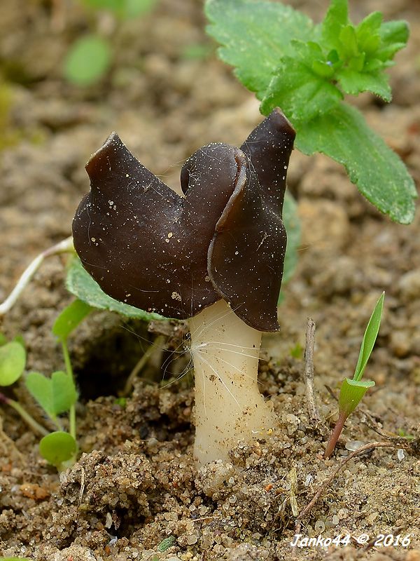 chriapač pieskomilný Helvella leucopus Pers.