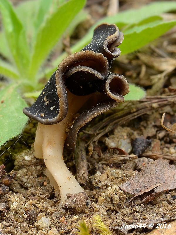 chriapač pieskomilný Helvella leucopus Pers.