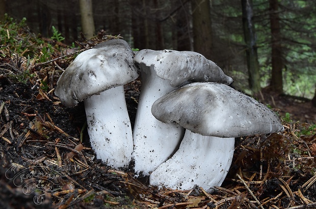 šťavnačka marcová Hygrophorus marzuolus (Fr.) Bres.