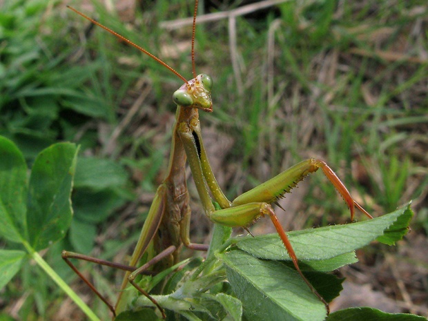 modlivka Mantis religiosa