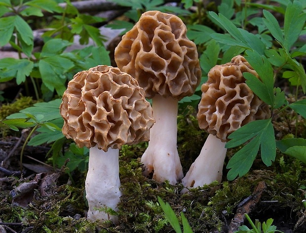 smrčok jedlý Morchella esculenta (L.) Pers.