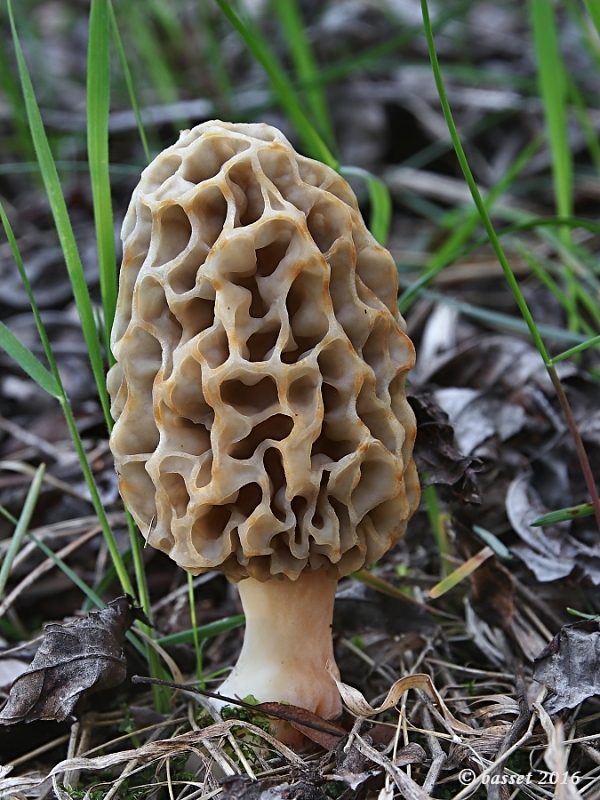 smrčok jedlý Morchella esculenta (L.) Pers.