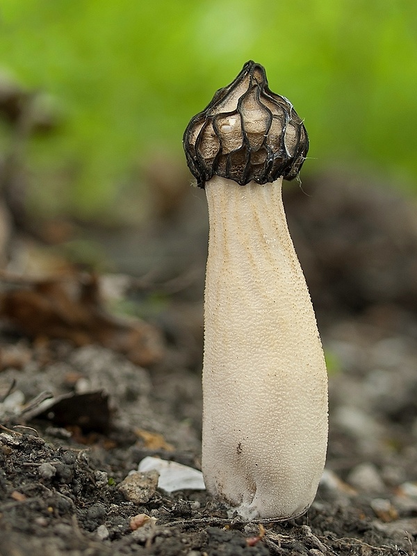 smrčok hybridný Morchella semilibera DC.