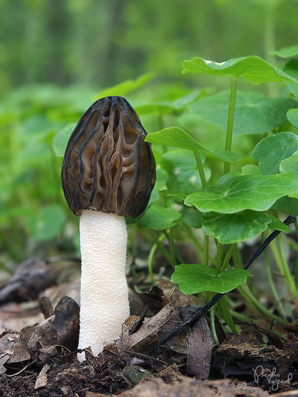 smrčok hybridný Morchella semilibera DC.