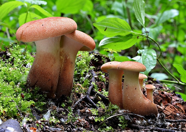 húževnatec pohárovitý Neolentinus schaefferi Redhead & Ginns