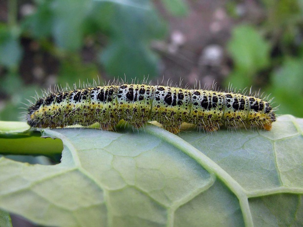 mlynárik repkový Pieris brassicae