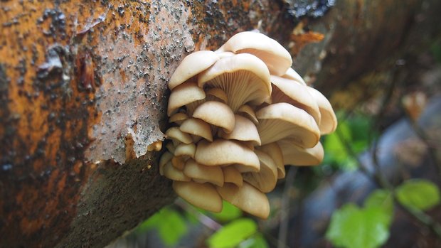 hliva buková Pleurotus pulmonarius (Fr.) Quél.