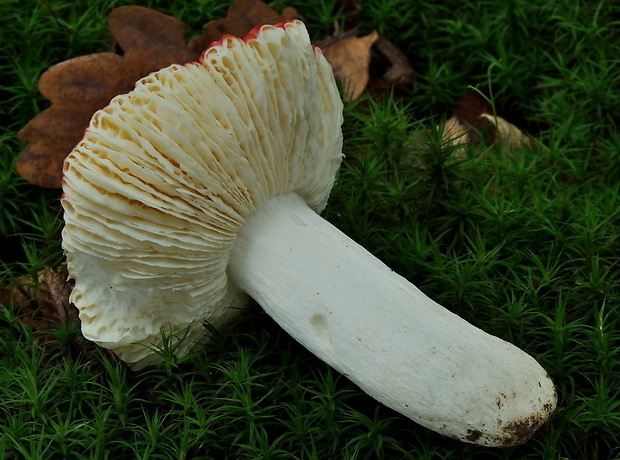 plávka Russula cf. helodes