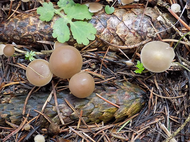 peniazočka Strobilurus sp.