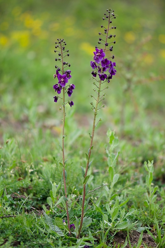 divozel tmavočervený Verbascum phoeniceum L.