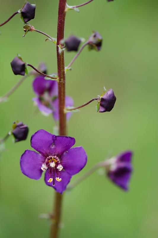 divozel tmavočervený Verbascum phoeniceum L.