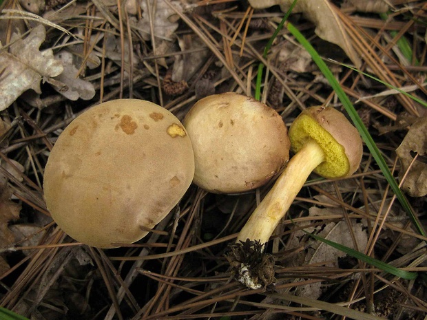 suchohríb plstnatý Xerocomus subtomentosus L.