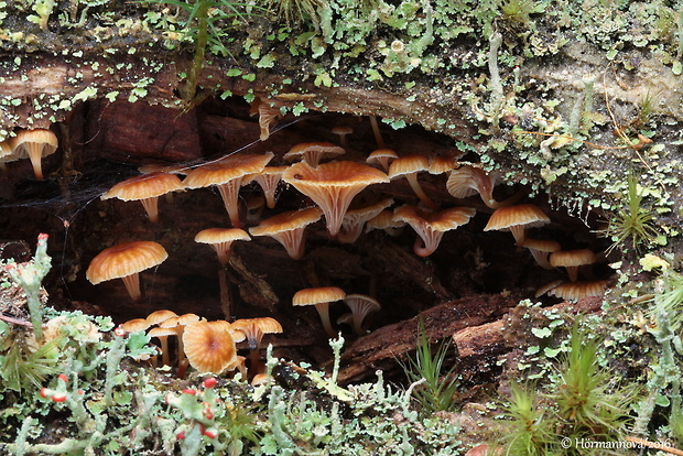 tanečnička zvončekovitá Xeromphalina campanella (Batsch) Maire