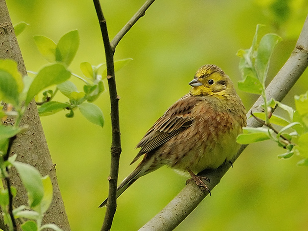 strnádka žltá  Emberiza citrinella