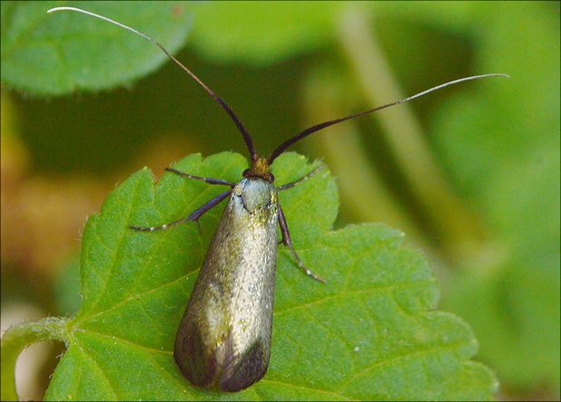 adéla zelená Adela reaumurella   Linnaeus, 1758