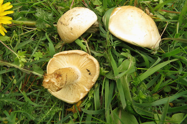 čírovnica májová Calocybe gambosa (Fr.) Donk