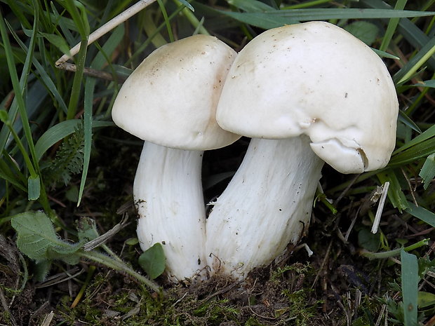 čírovnica májová Calocybe gambosa (Fr.) Donk