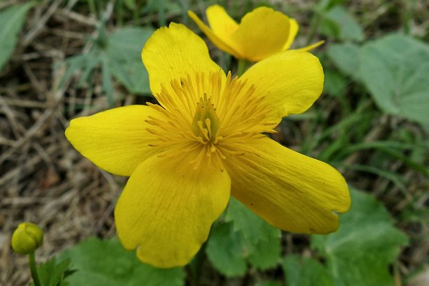 záružlie močiarne Caltha palustris L.