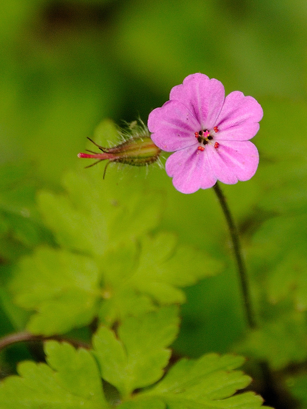 pakost smradľavý Geranium robertianum L.