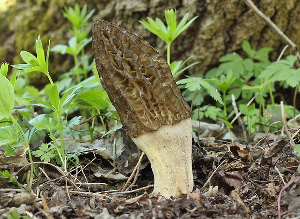 smrčok vysoký Morchella elata Fr.