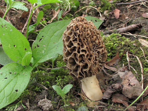 smrčok jedlý Morchella esculenta (L.) Pers.