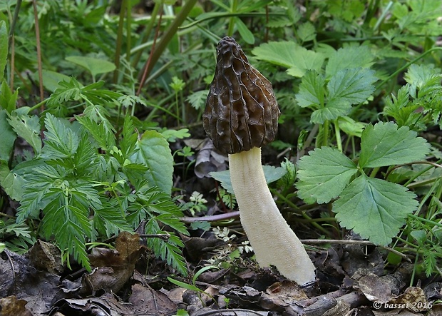 smrčok hybridný Morchella semilibera DC.