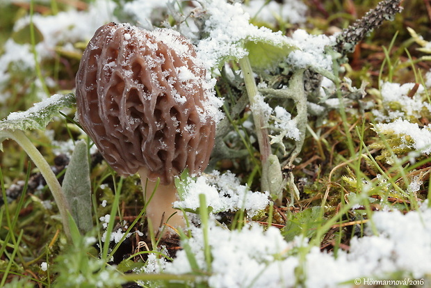 smrčok Morchella sp.