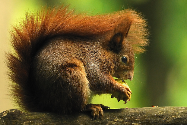 veverica stromová Sciurus vulgaris