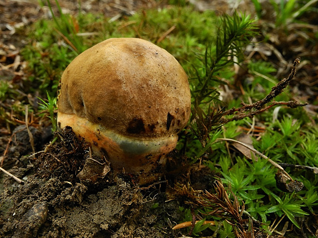 hríb zrnitohlúbikový Sutorius luridiformis (Rostk.) G. Wu & Zhu L. Yang