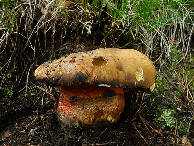 hríb zrnitohlúbikový Sutorius luridiformis (Rostk.) G. Wu & Zhu L. Yang