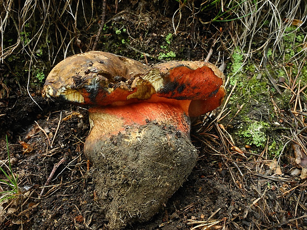 hríb zrnitohlúbikový Sutorius luridiformis (Rostk.) G. Wu & Zhu L. Yang