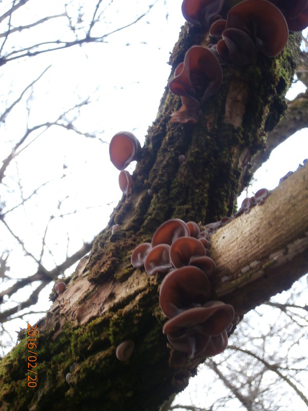 uchovec bazový - biotop  Auricularia auricula-judae (Bull.) Quél.