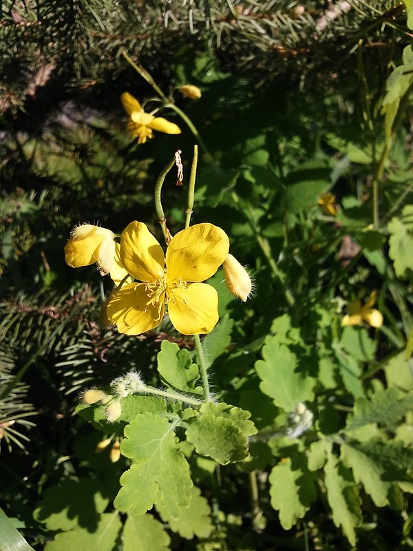 lastovičník väčší Chelidonium majus L.