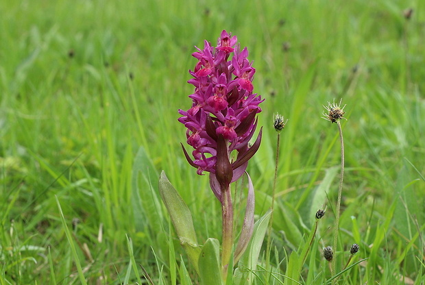 vstavačovec bazový Dactylorhiza sambucina (L.) Soó