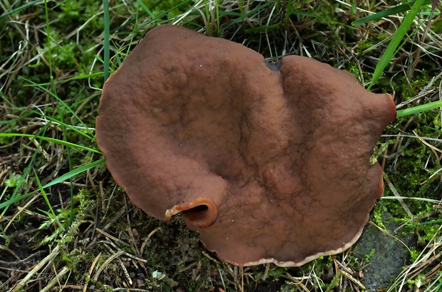 discinka Discina sp.