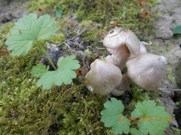 hodvábnica jarná Entoloma clypeatum (L.) P. Kumm.