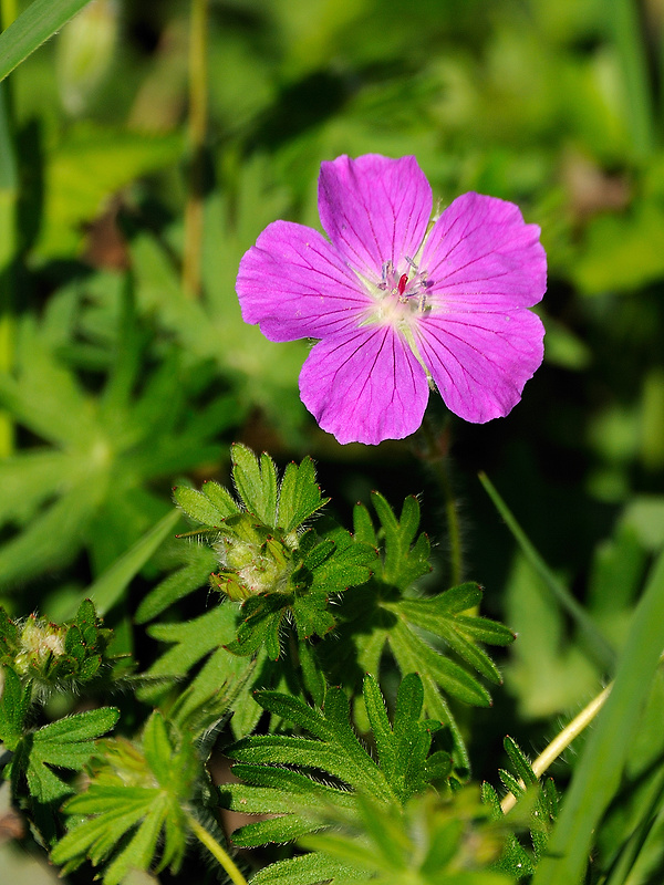 pakost krvavý Geranium sanguineum L.