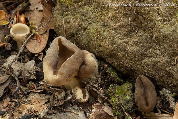 chriapač kalíškovitý Helvella acetabulum (L.) Quél.