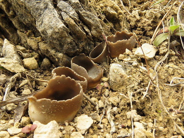 chriapač sosnový Helvella leucomelaena (Pers.) Nannf.